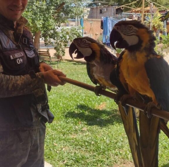 Una pareja de guacamayos y un mono carayá fueron llevados a la reserva El Puma