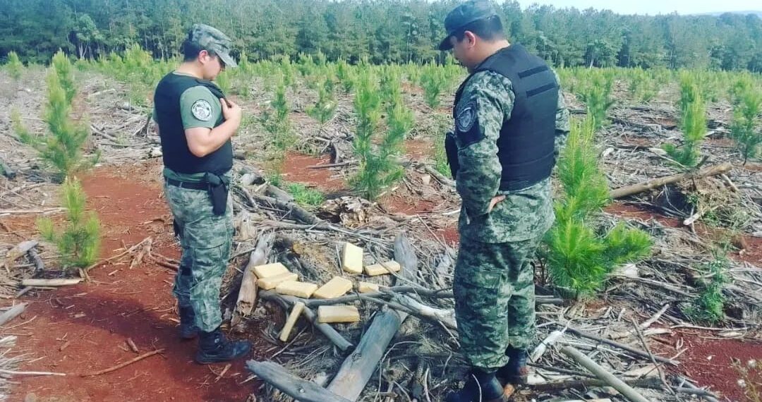 Incautaron marihuana oculta en un pinar de Iguazú