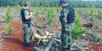 Incautaron marihuana oculta en un pinar de Iguazú