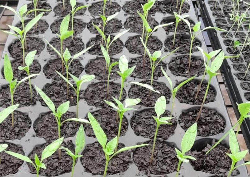 Sembrando vida y alimentos saludables, crecen las huertas urbanas en la ciudad