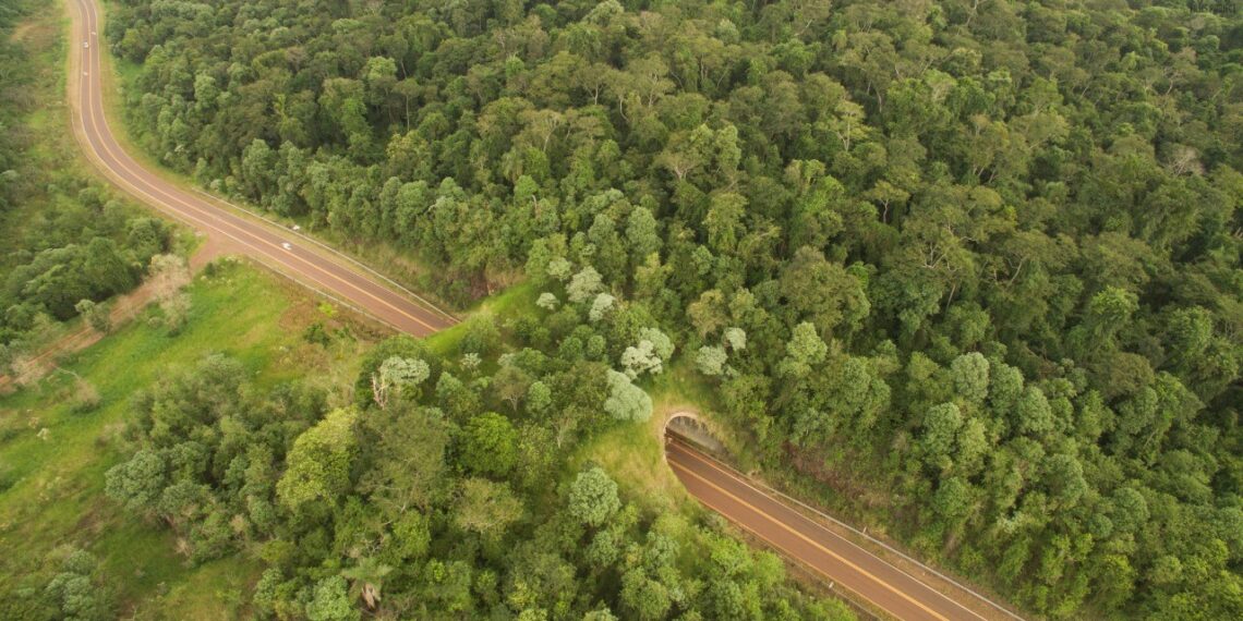 Organismos públicos y organizaciones del tercer sector se reúnen por atropellamiento de fauna en Misiones