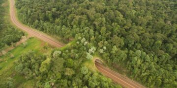 Organismos públicos y organizaciones del tercer sector se reúnen por atropellamiento de fauna en Misiones