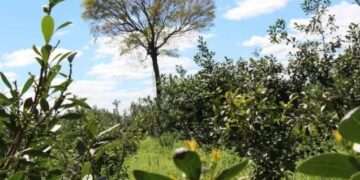La yerba mate bajo árboles presentó menos daños por helada