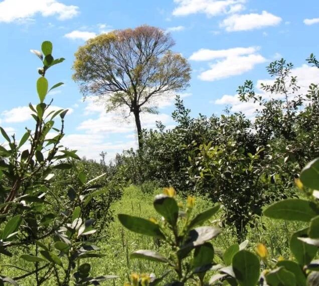 La yerba mate bajo árboles presentó menos daños por helada