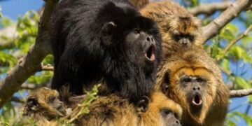 El Mono Carayá será declarado Monumento Natural Provincial