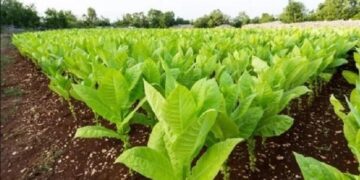 Pagarán a tabacaleros más de 480 millones de pesos