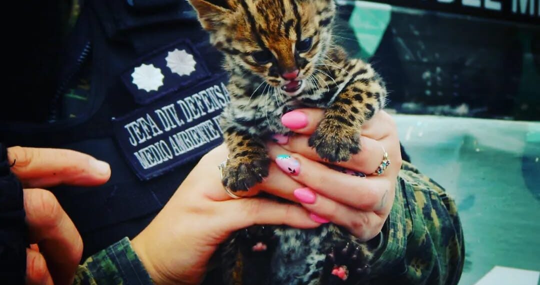 Rescataron una cría de “Margay” que ofrecían a la venta en una vivienda de San Vicente