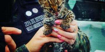 Rescataron una cría de “Margay” que ofrecían a la venta en una vivienda de San Vicente