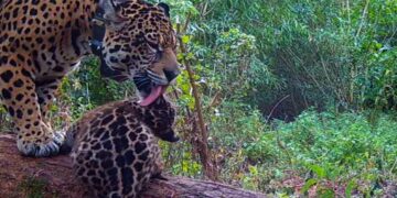 Nacieron dos yaguaretés en los Esteros del Iberá: tras 70 años extintos, ya hay una docena