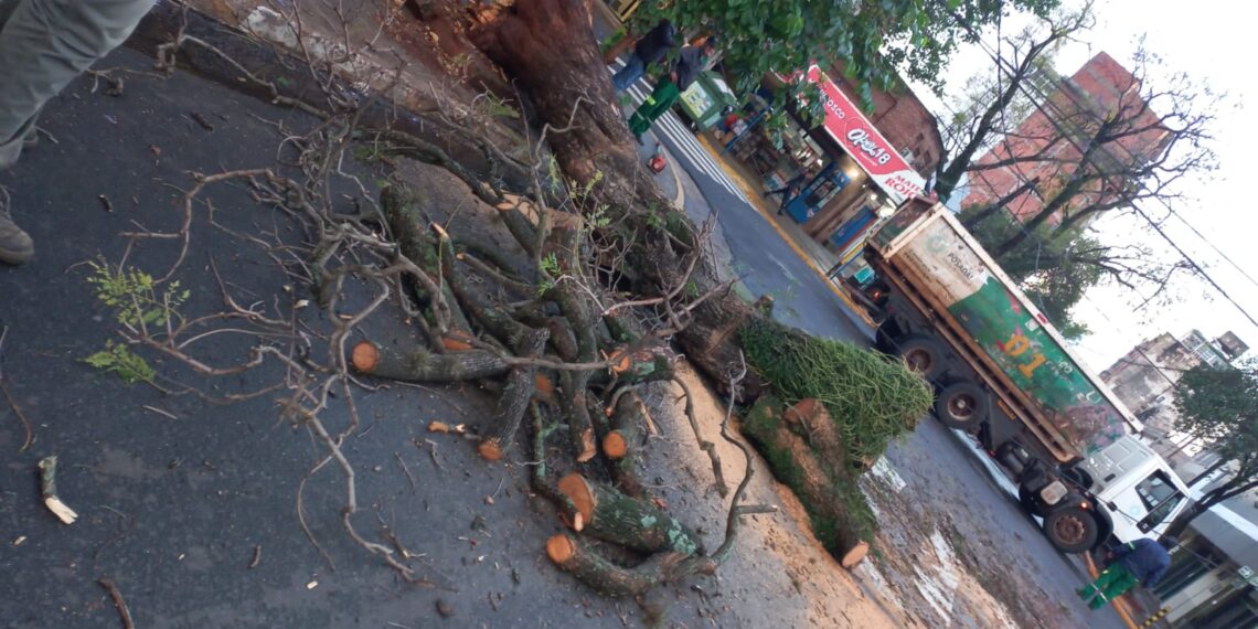 El municipio continúo con el despeje de árboles caídos en varios puntos de la ciudad