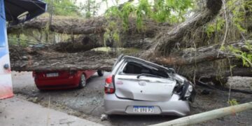 Corrientes: un árbol cayó en pleno parque Mitre y destruyó los autos estacionados