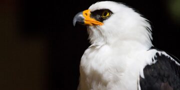 Descubren el primer nido de águila viuda para Argentina en un Área Protegida de Misiones
