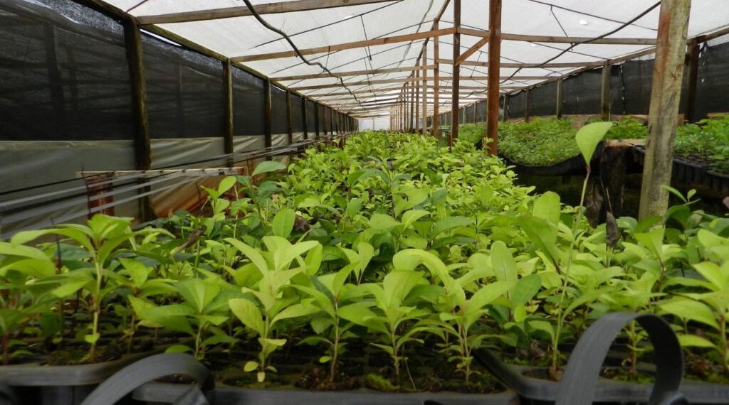 Misiones contará con un programa de Agricultura Inteligente Bajo Cubierta
