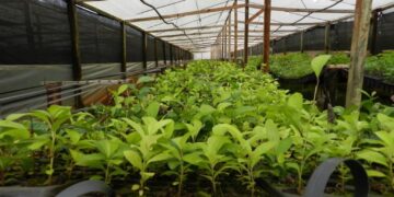 Misiones contará con un programa de Agricultura Inteligente Bajo Cubierta