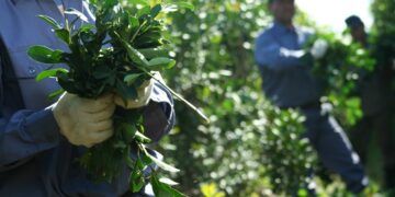 Yerba mate: Nación fijó el precio de la hoja verde en $70 el kilo