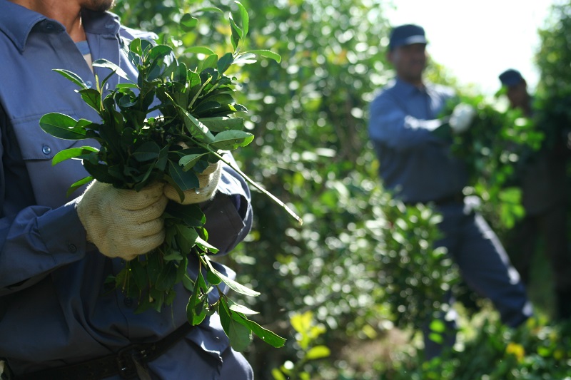 Yerba mate: Nación fijó el precio de la hoja verde en $70 el kilo