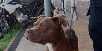 Rescatan a un pitbull atado en un basural de Garupá