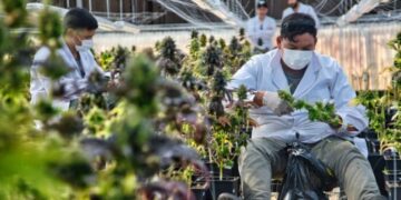 La Biofábrica arranca la etapa de cosecha de cannabis medicinal a escala industrial
