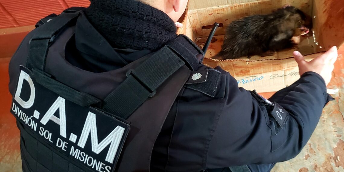 Conservación de la fauna: rescataron a un erizo silvestre y a una comadreja