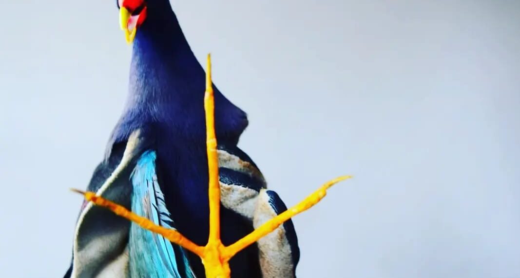 Resguardaron un ave exótica en peligro de extinción