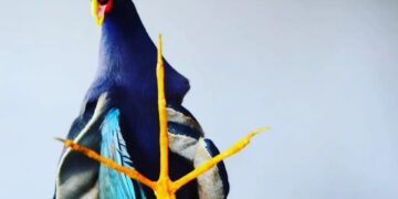 Resguardaron un ave exótica en peligro de extinción