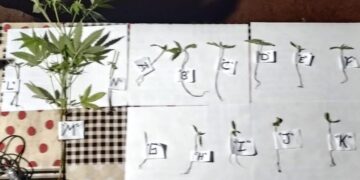 Cayó un grupo de dealers en un parque de Montecarlo e incautaron once plantines de marihuana en Caraguatay