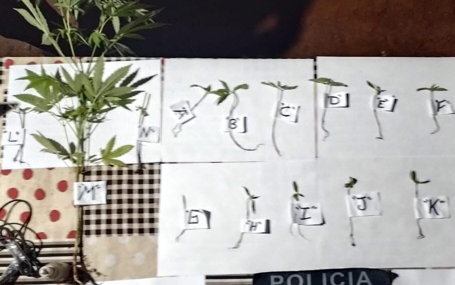 Cayó un grupo de dealers en un parque de Montecarlo e incautaron once plantines de marihuana en Caraguatay