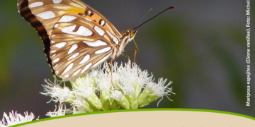 Safari de Primavera 2022: un viaje colectivo a la naturaleza de Argentina