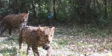 Detectaron ocho yaguaretés en el Parque Nacional Iguazú: registro inédito