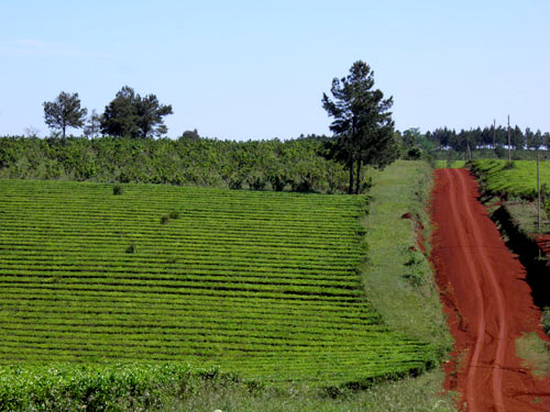 La Coproté acordó el valor del kilo del té en 16 pesos