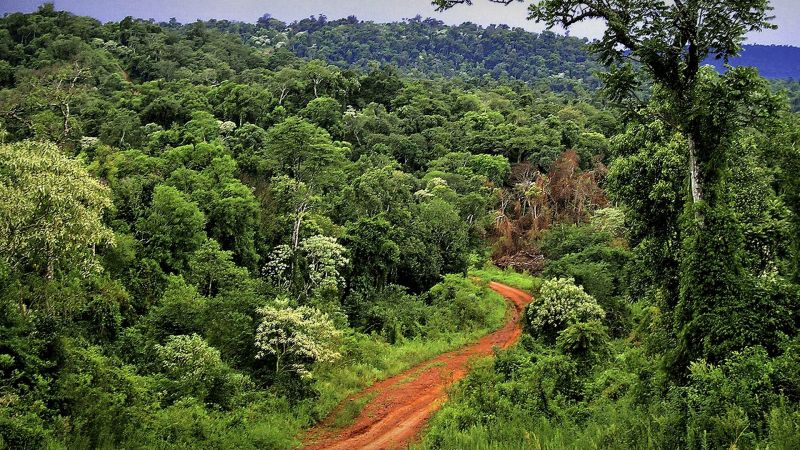 Presentaron documento sobre situación de la selva