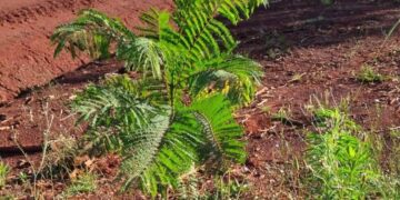 Plantaron otros 131 árboles en la Ruta Provincial N° 2