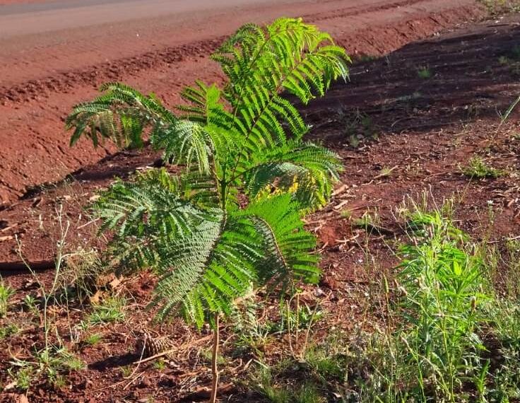 Plantaron otros 131 árboles en la Ruta Provincial N° 2