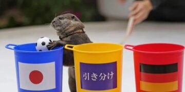 Conocé a Taiyo, la nutria que predijo el triunfo japonés en el Mundial de Qatar 2022