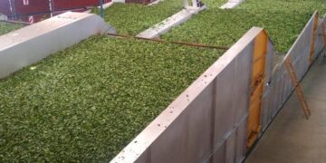 Agro: Fijan nuevo valor para el té en rama