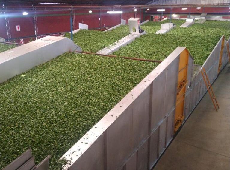 Agro: Fijan nuevo valor para el té en rama