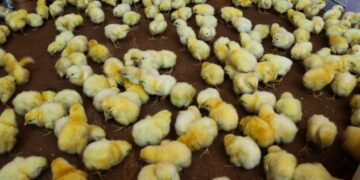 Impulsan la cría de pollo como diversificación productiva