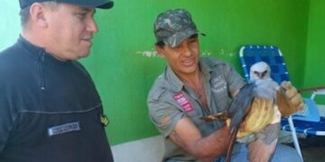 Rescataron a un “Gavilán” herido y se recupera en un predio de conservación de vida silvestre