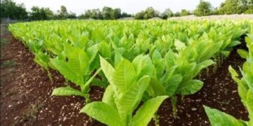 Pagan más de $577 millones a  productores tabacaleros misioneros