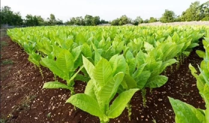 Pagan más de $577 millones a productores tabacaleros misioneros