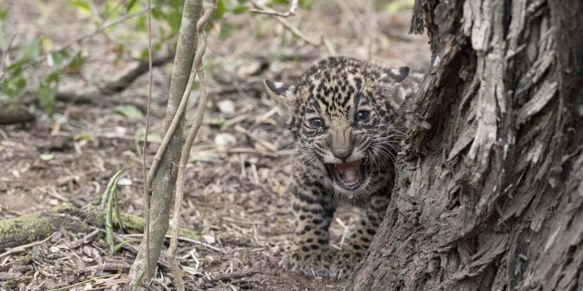 Trasladaron al Iberá a dos cachorros de yaguareté nacidos en Chaco