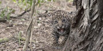 Trasladaron al Iberá a dos cachorros de yaguareté nacidos en Chaco