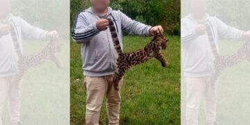 Indignación por el accionar de un turista que se sacó una foto con un cachorro de margay muerto en Iguazú