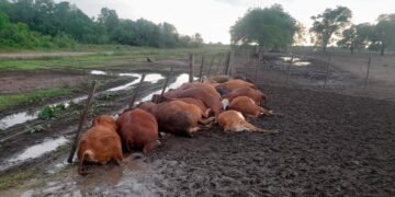 Un rayo mató a 65 terneros en un corral, en medio de un temporal en Formosa