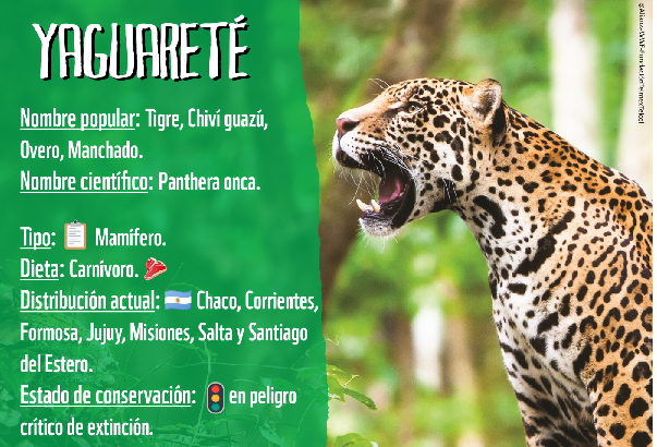 29 de noviembre: Día Internacional del Yaguareté