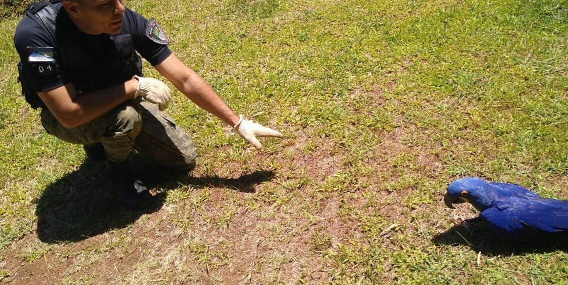 Rescataron a dos coatíes en cautiverio y resguardaron un guacamayo azul, especie en peligro de extinción