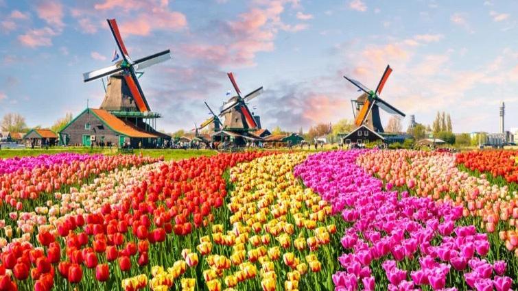 10 curiosidades de Países Bajos, el rival de la Argentina