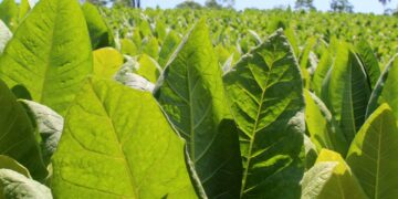 Tabaco: abonarán más de 800 millones de pesos
