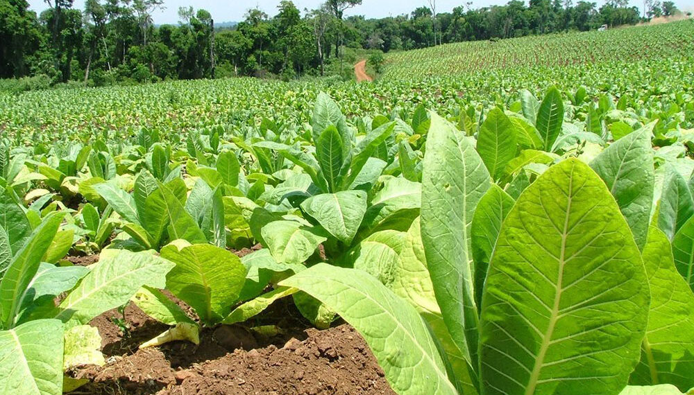 Hoy pagan más de $865 millones a productores tabacaleros