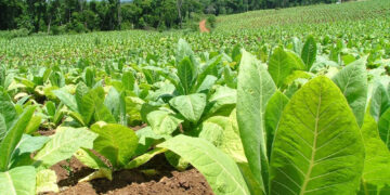 Hoy pagan más de $865 millones a productores tabacaleros